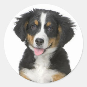 Adesivo de Cachorro de Montanha Bernesa / Selo