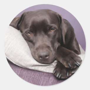Adesivo de cachorro Labrador Retriever Marrom / Pr