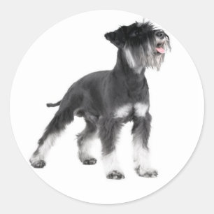 Adesivo de Cachorro Maluco Miniatura Schnauzer