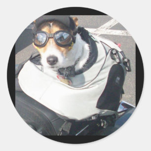 Adesivo de cães de porco