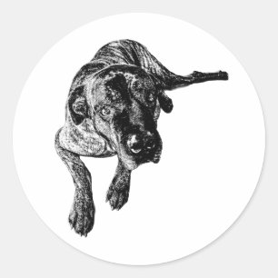 Adesivo de Cane Corso Brindle deitado