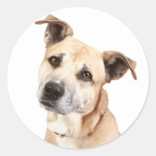 Adesivo de Cão Amoroso American Staffordshire Terr