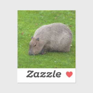 Adesivo de Capivara