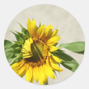 Adesivo de chamada de despertar