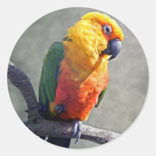 Adesivo de Conura Jenday