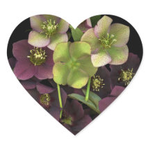 Adesivo de Coração Botânico de Flores de Hellebore