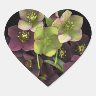 Adesivo de Coração Botânico de Flores de Hellebore