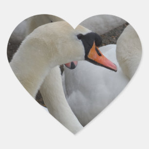 Adesivo de Coração Cisne Branco