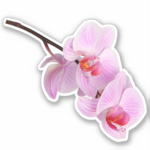 Adesivo de corte de cinzas de flores de orquídea 