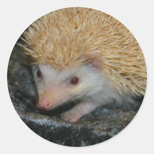 Adesivo de Cotty Cutie (Frente)