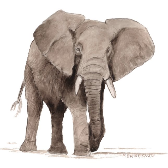 Adesivo de Elefante (Criador carregado)