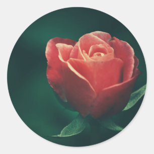 Adesivo de Favor de Casamento de Flor de Rosa Verm