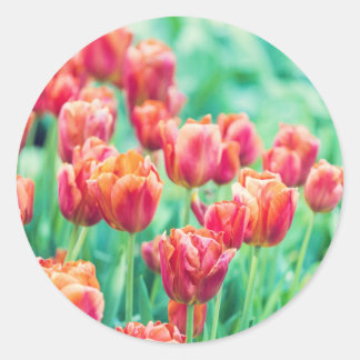 Adesivo de Foto de Tulipas de Amsterdã
