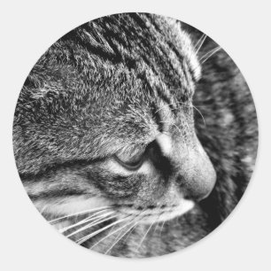 Adesivo de fotografia de gato preto e branco