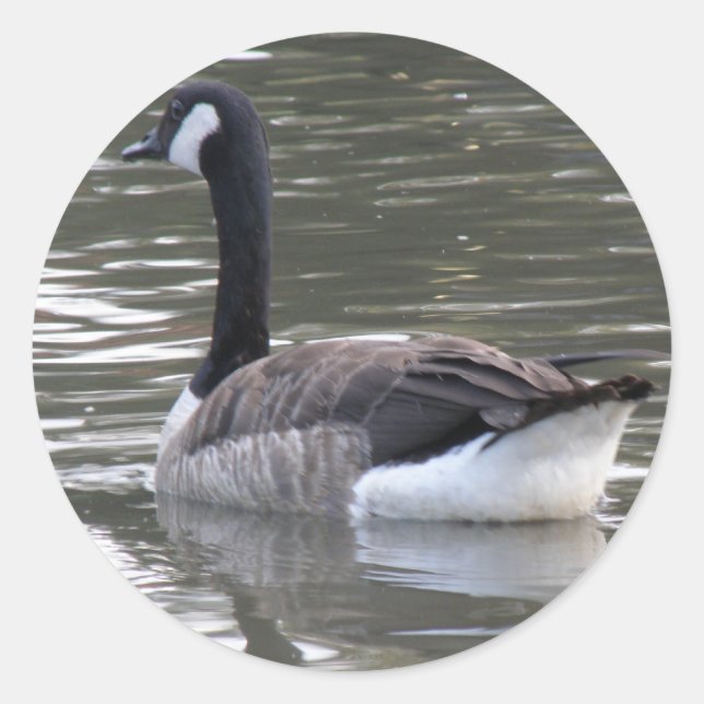 Adesivo de ganso do Canadá (Frente)