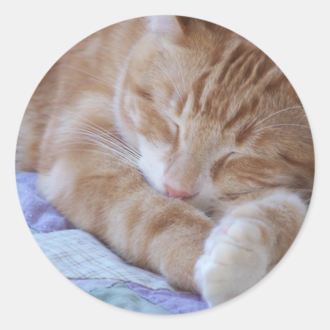 adesivo de gato-do-boi (Frente)