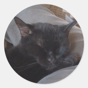 Adesivo de gato dormindo