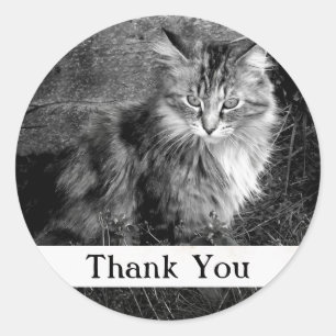 Adesivo de Gato Maine Coon Obrigado