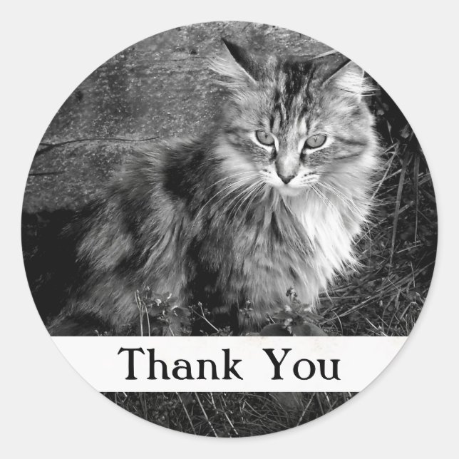 Adesivo de Gato Maine Coon Obrigado (Frente)