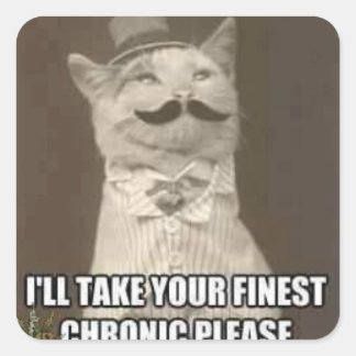 adesivo de gato rico