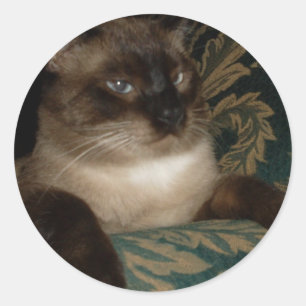 Adesivo de Gato Siamês com Rosto Emburrado