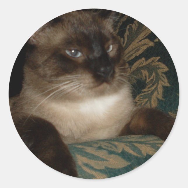 Adesivo de Gato Siamês com Rosto Emburrado (Frente)