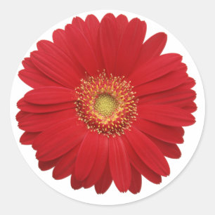Adesivo de gerbera vermelha