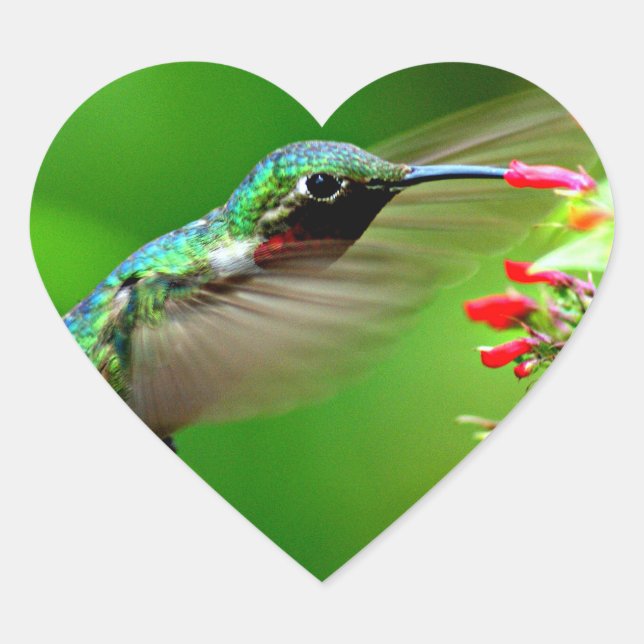 Adesivo de Hummingbird em forma de coração (Frente)