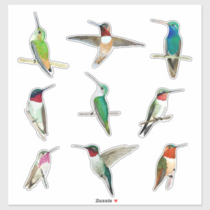 Adesivo de Hummingbird norte-americano