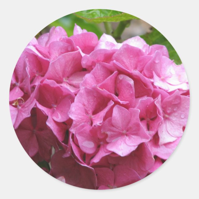 Adesivo de Hydrangea rosa (Frente)