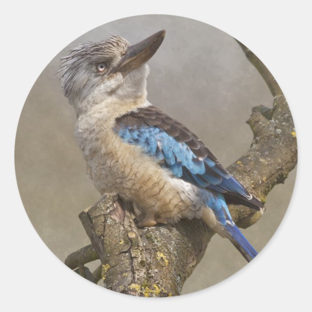 Adesivo de Kookaburra (Frente)