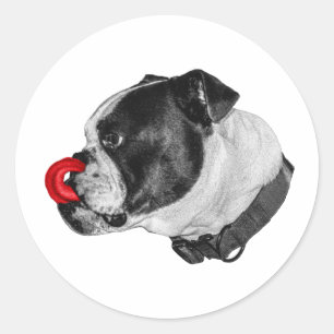 Adesivo de Língua Vermelha do Bulldog