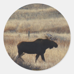 Adesivo de M5 Bull Moose