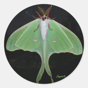 Adesivo de Mariposa Luna