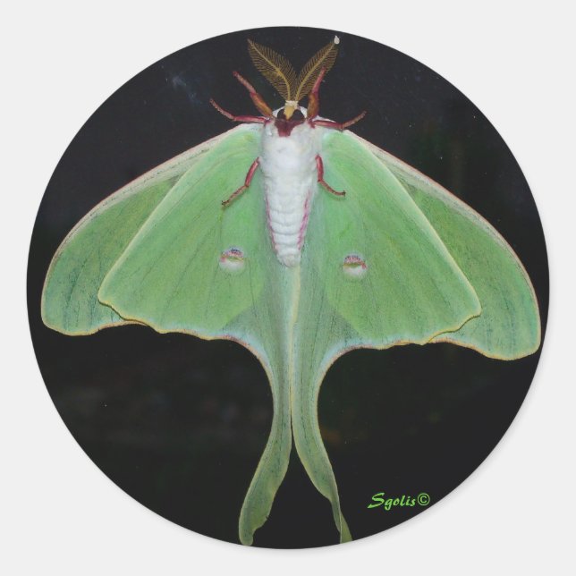 Adesivo de Mariposa Luna (Frente)