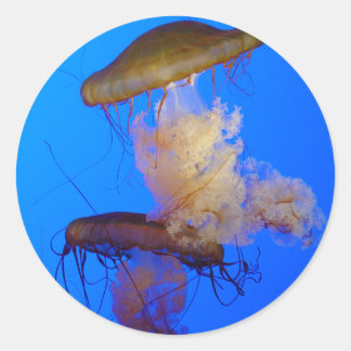 Adesivo de medusa