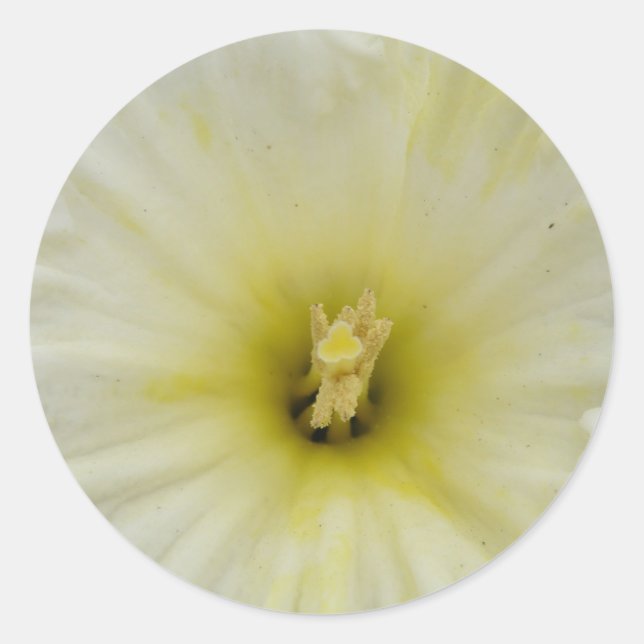 Adesivo de Narciso Pálido Bonito (Frente)