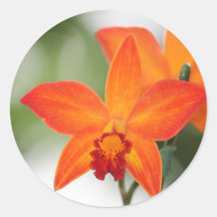Adesivo de orquídea laranja