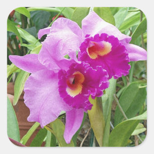Adesivo de Orquídeas de Cattleya Roxo