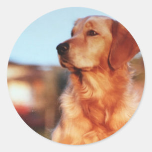 Adesivo de Ouro campeão