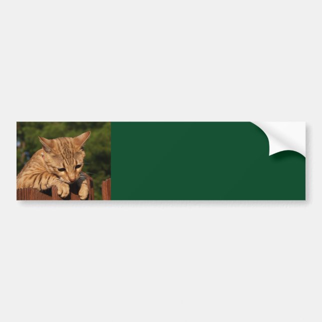 Adesivo de Para-choque de Fundo de Gato Savannah (Frente)