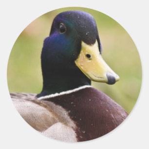 Adesivo de pata amarela e azul