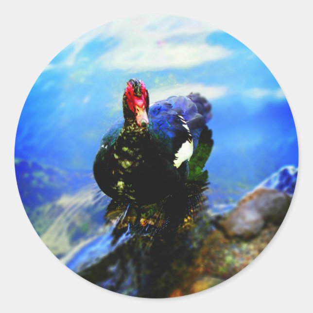 Adesivo de Pato de Moscóvia (Frente)