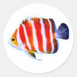 Adesivo de Peixe-Anjo Menta Raro - Luxo do Mar Pro