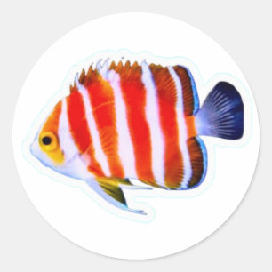 Adesivo de Peixe-Anjo Menta Raro - Luxo do Mar Pro