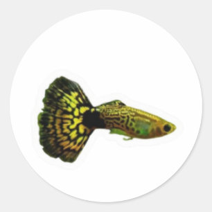 Adesivo de Peixe Guppy Cobra Amarelo Chique, Água 