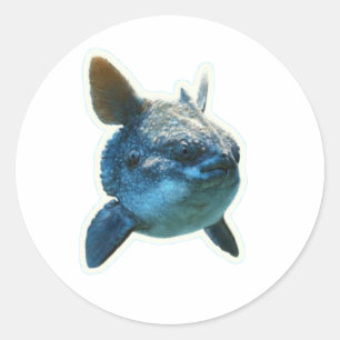 Adesivo de Peixe-Lua Majestoso (Mola Mola) - Bali