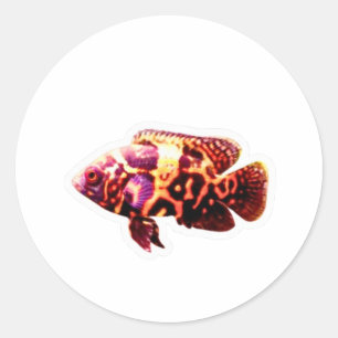 Adesivo de Peixe Oscar Tigre Fiery, Ci de Aquário