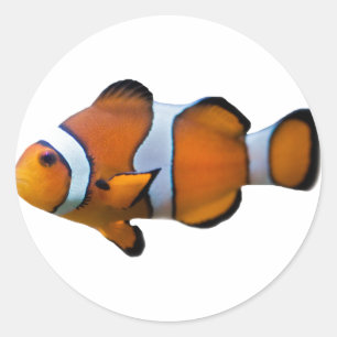 Adesivo de Peixe-Palhaço