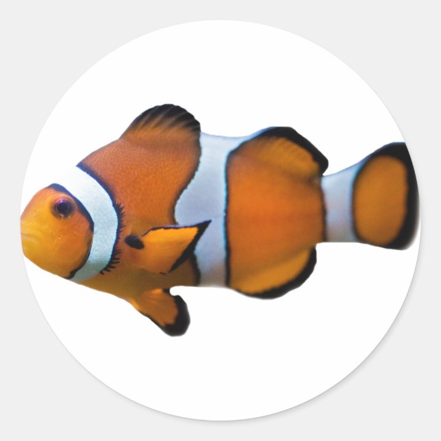 Adesivo de Peixe-Palhaço (Frente)